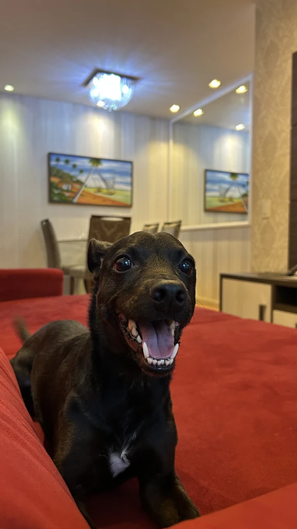 Cachorro olhando para a câmera